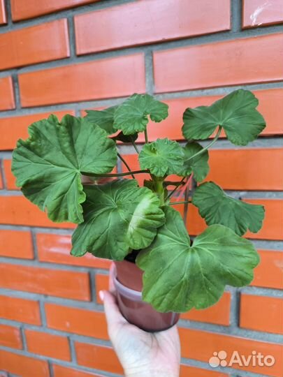 Пеларгония герань сортовая