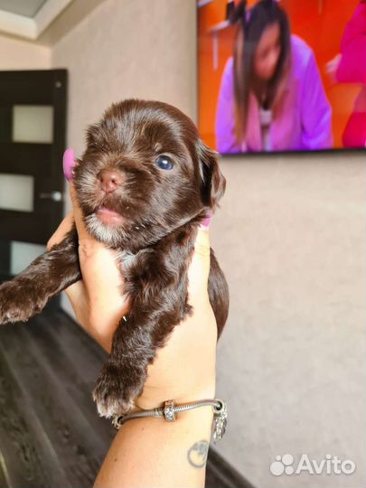 Шоколадный йорк