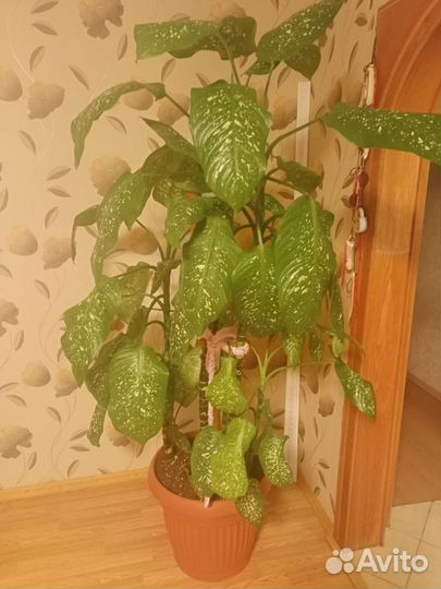 Диффенбахия