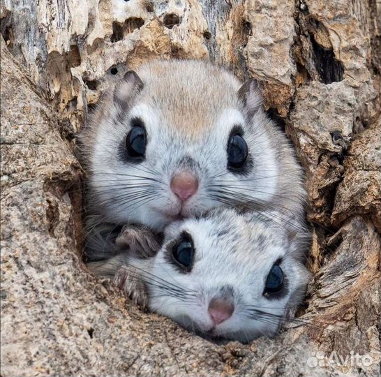 Белка летяга