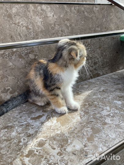 Вислоухие котята