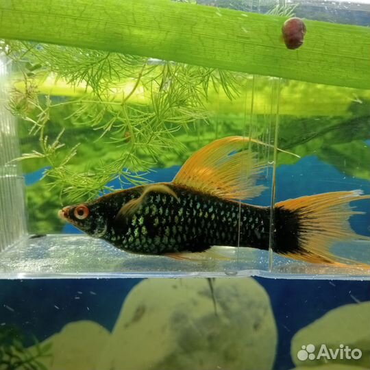 Аквариумные рыбки