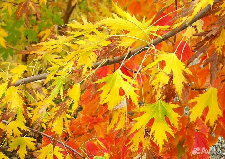 Клён серебристый (сахаристый)