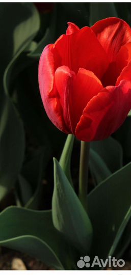 Луковицы тюльпанов сортовых