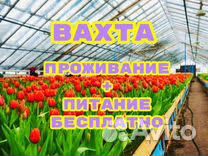 Вахта/Сборка помидор в теплице/2-разовое питание