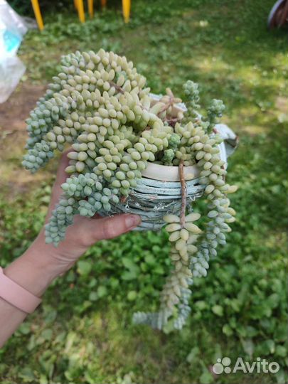 Суккуленты разные