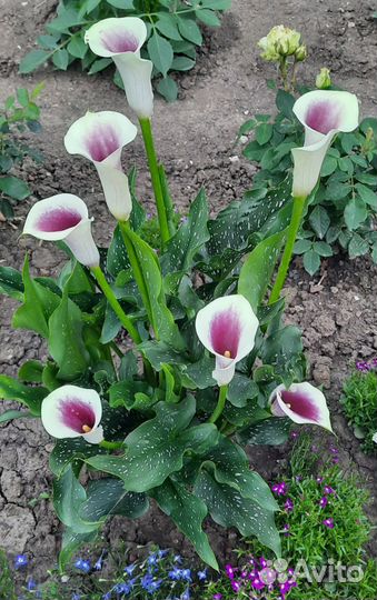 Клубни каллы Пикассо