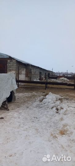 Продажа крс