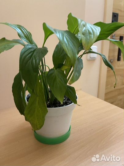 Спатифиллум