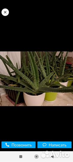 Цветы по 50 р без горшка