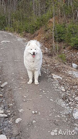 Самоед буду очень рад знакомству с сучкой