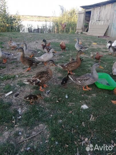 Продам утку крякву