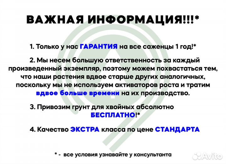 Туя на участок. Доставка