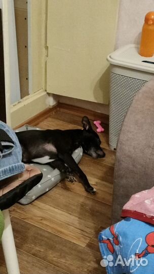 Отдам в добрые руки Бэта