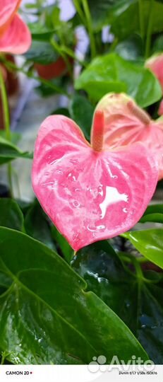 Набор Антуриумов 4