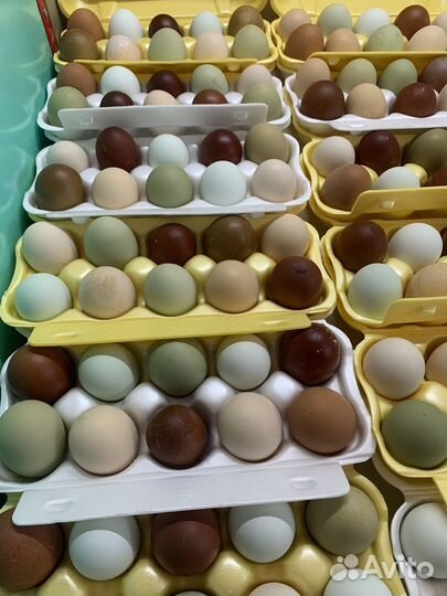 Яйцо пищевое домашнее куриное