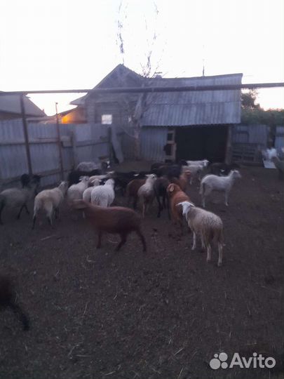 Овцы бараны
