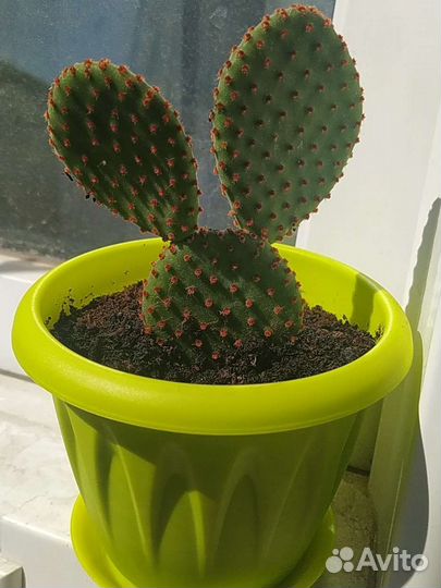Opuntia rufida