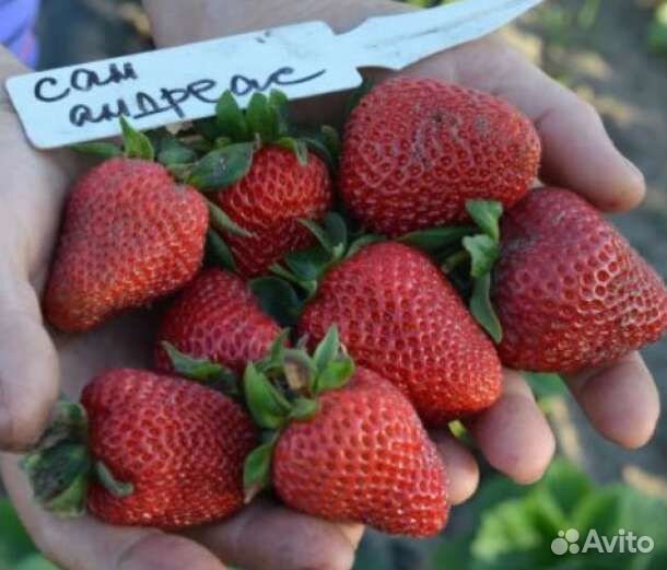 Клубника Сан Андреас