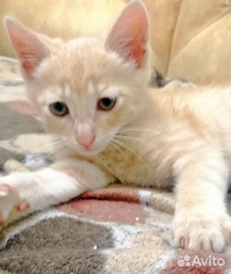 Котенок бежевый, мальчик