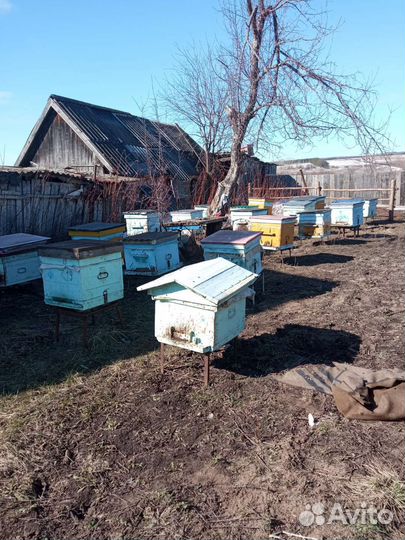 Продам пчелосемьи