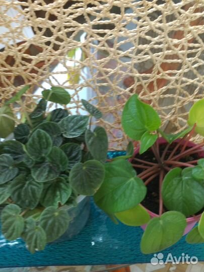 Пеперомии 2 сорта
