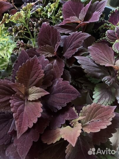 Колеусы вегетативные сортовые