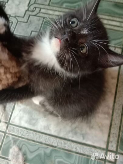 Шотландские котятки