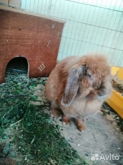 Кролик вислоухий 6 лет девочка