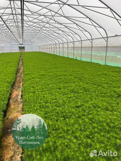 Зкс Сосна сеянцы Ели Лиственницы окс Голуб Горная