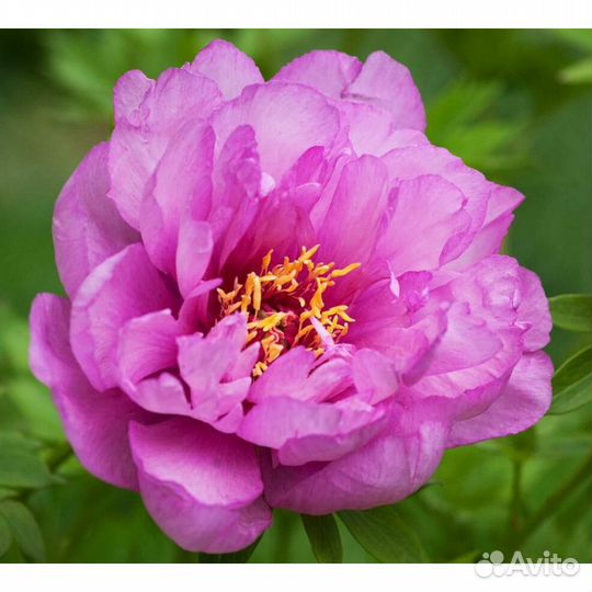 Пион Ферст Арривал (Paeonia First Arrival), корень