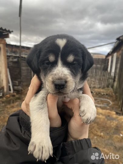 Собаки бесплатно