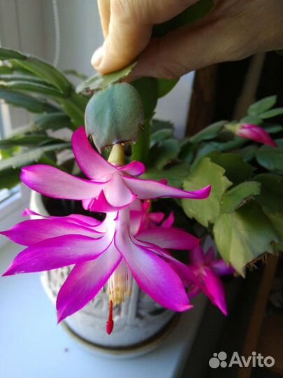 Декабрист Шлюмбергера