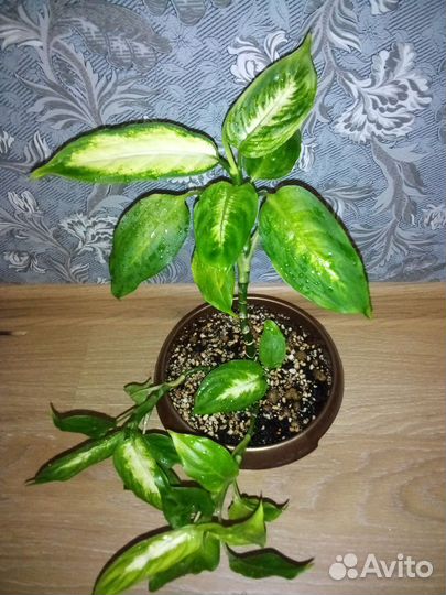 Диффенбахия камилла