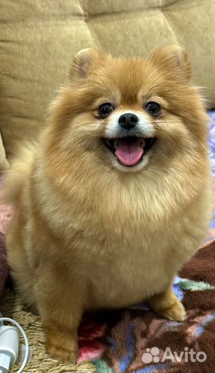 Деаочка Померанский шпиц