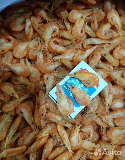 Азовская креветка. Свежий вылов