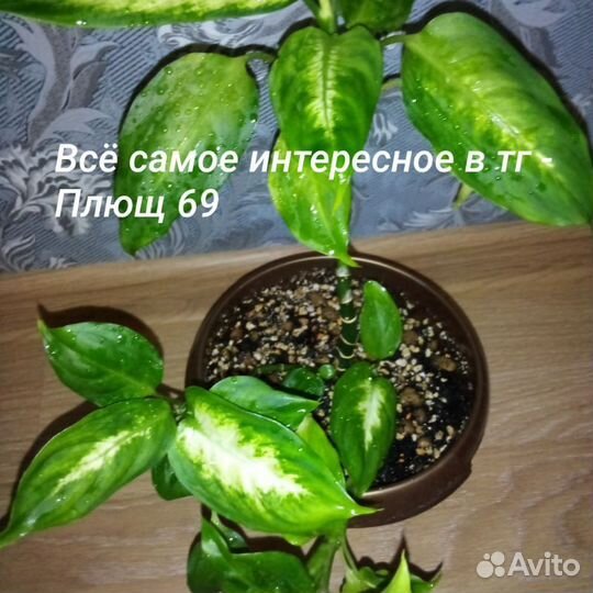 Диффенбахия камилла