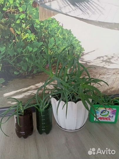 Алоэ лечебное
