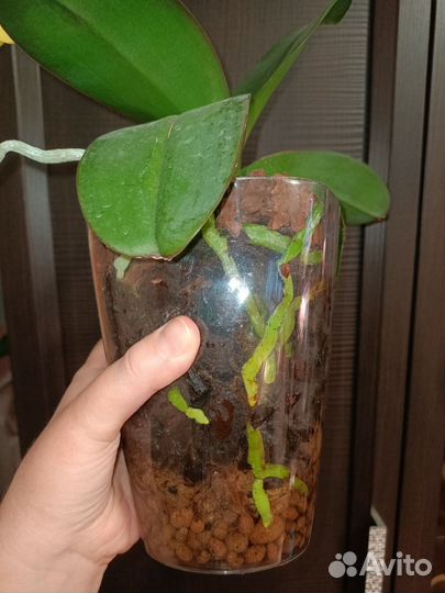 Фаленопсис биг лип