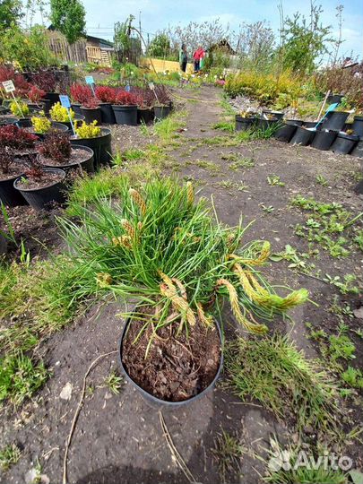 Сосна горная Пумилио