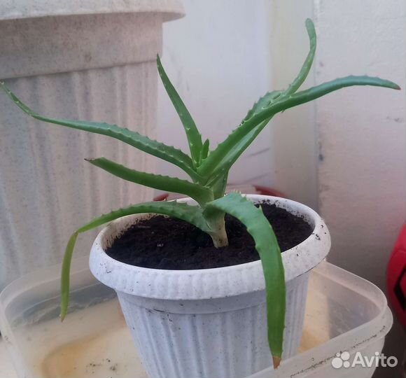 Алоэ лечебный