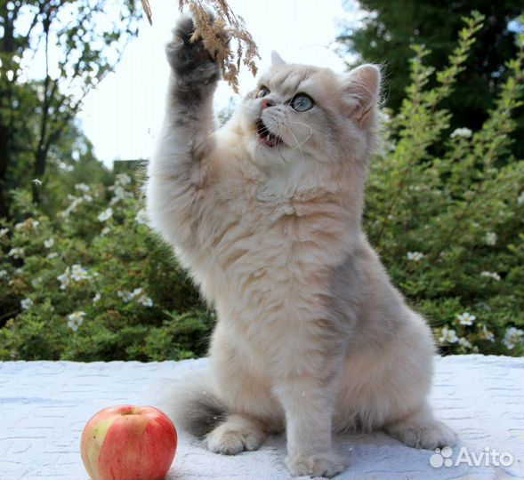 Британские мальчишки драгоценных окрасов - серебро