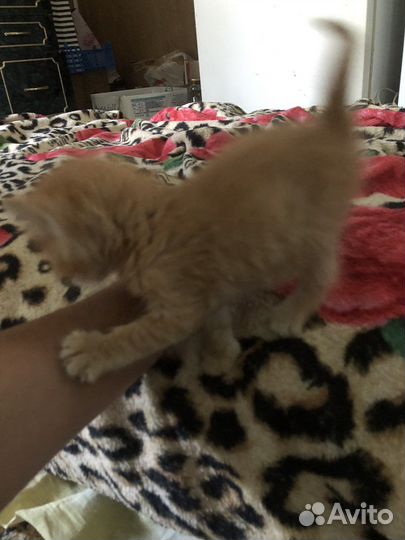 Рыжий котенок в добрые руки