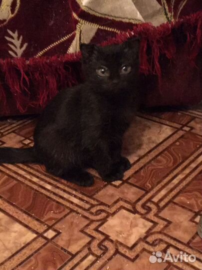 Котята