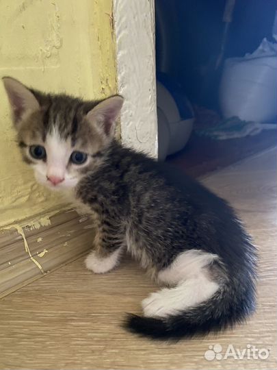 Котенок в добрые руки