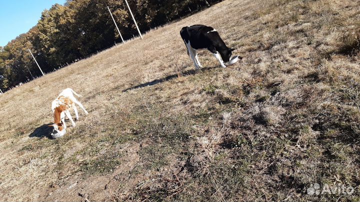 Две телочки