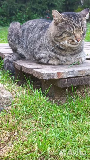 Кот Григорий