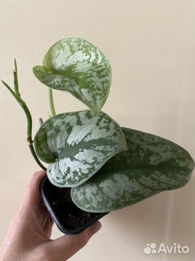 Сциндапсус Трейбе