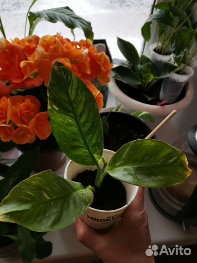 Комнатные цветы на обмен