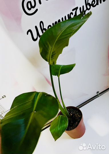 Стрелиция Николая